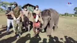 Առյուծի դրական թեստից հետո Հնդկաստանում փղերի մոտ ևս COVID-19 է ախտորոշվել