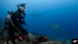 Natasha Cabezas, a naturalist from San Lorenzo, Ecuador, dives with hammerhead sharks off of Wolf Island, Ecuador, in the Galapagos, on Sunday, June 9, 2024. The hammerheads are present year-round, and schools often come to shallow water to be cleaned by butterfly fish and feed.