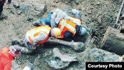 Workers unearth a mammoth femur found at the Oregon State University stadium Monday. (Photo: Oregon State University)