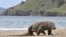 Komodo berkeliaran di pantai Pulau Komodo, habitat alami kadal terbesar di dunia. Indonesia telah mendeklarasikan pulau-pulau itu sebagai taman nasional pada tahun 1980 untuk melindungi komodo. (Foto: AFP)