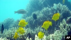 These are yellow tangs gliding among corals.