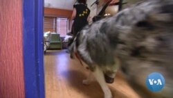 Therapy Dogs Help Patients In Hospital Intensive Care Unit