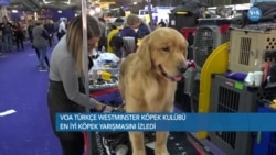 'En İyi Köpek' Seçilmek İçin Yarıştılar