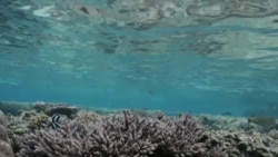 การปรับตัวของปะการังภายใต้ภาวะโลกร้อน