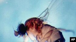 มดคันไฟจากทวีปอเมริกาใต้ กำลังก่อความเสียหายแก่ทรัพย์สิน และความเจ็บปวด ให้กับผู้คนในอเมริกา