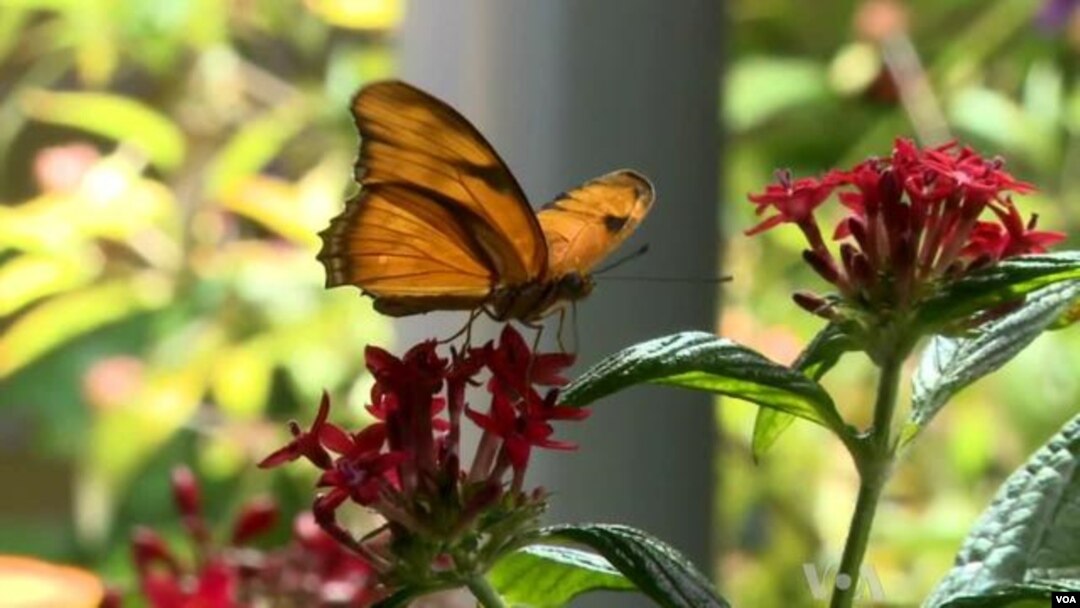 Exhibit Highlights Butterfly's Beauty, Diversity, Value to Ecosystem
