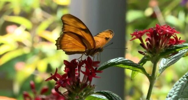 Exhibit Highlights Butterfly's Beauty, Diversity, Value to Ecosystem