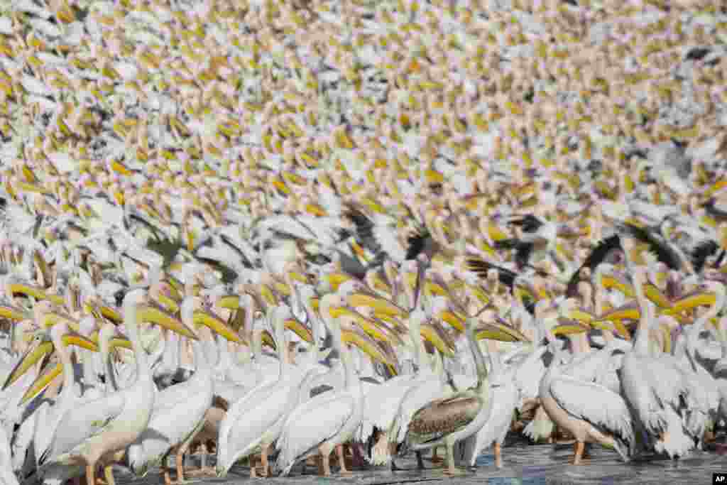 Great White Pelicans gather in Mishmar HaSharon reservoir in Hefer Valley, Israel, to catch food.