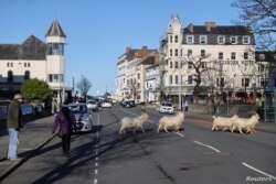 Las cabras cruzan una calle durante los encierros del COVID-19, mientras continúa la propagación de la enfermedad coronavirus, en Llandudno, Gales, Gran Bretaña, el 22 de febrero de 2021.