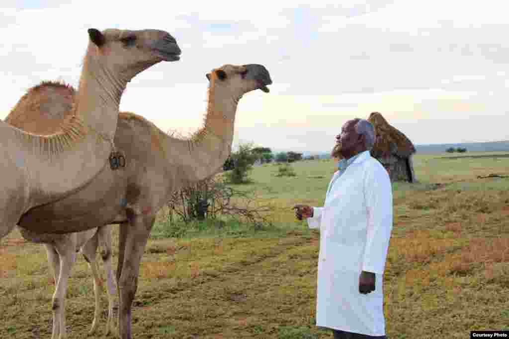 Veterinary technician Nicholas Karubiu and two dromedaries at the Mpala Research Centre in Laikipia District, Kenya. (Sharon Deem, Saint Louis Zoo)