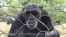 New research suggests chimpanzees prefer cooperation to conflict, and offers insight into how cooperation evolved in humans.