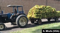 FILE: A worker drives a tractor ferrying tobacco in Beatrice about 50km south of Harare, Zimbabwe.
