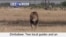 VOA60 Africa- Zimbabwe: Two local guides and an American dentist face possible criminal charges for killing Cecil the Lion- July 29, 2015