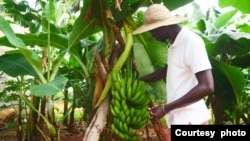 Moustapha Diatta, dans sa ferme intégrée à Niaguis, Ziguinchor, dans le sud du Sénégal. Photo : Wahany Johnson Sambou