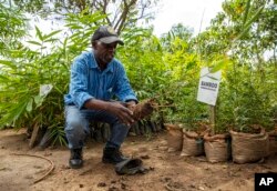 FILE—Steve Tusiime, a self-described bamboo collector, talks at the nursery he owns in Mbarara, Uganda, on March 9, 2024.