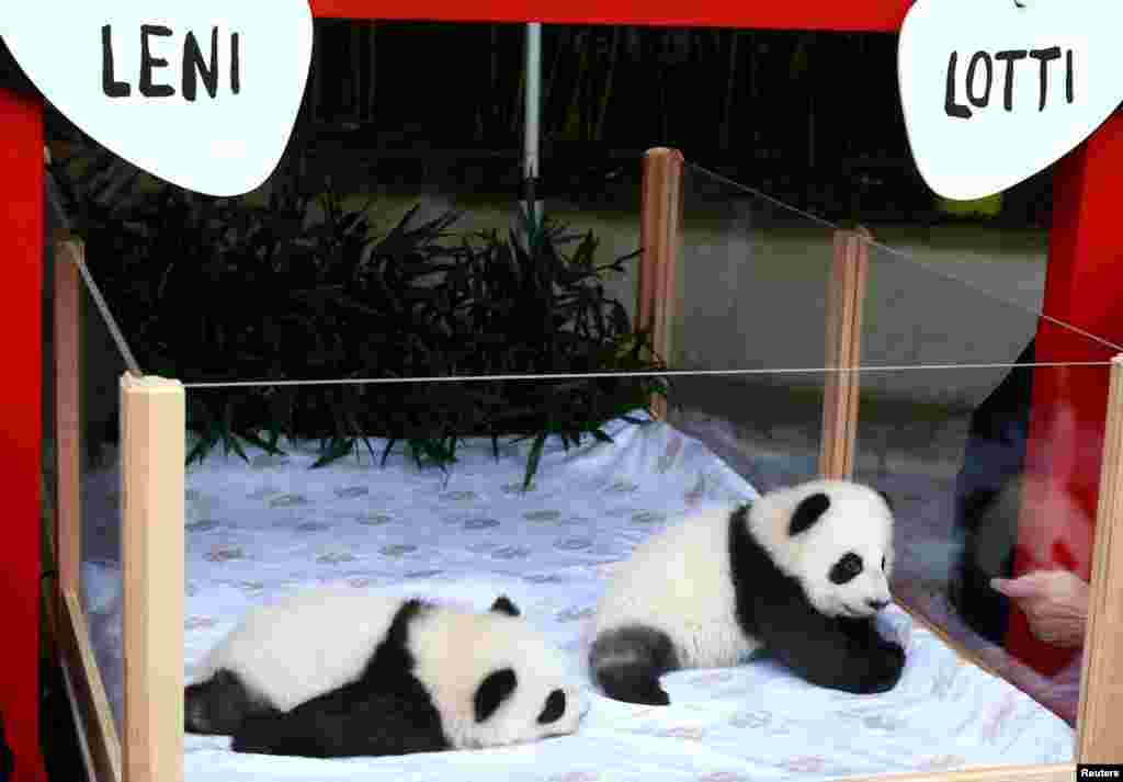 Giant panda twin sisters, Leni and Lotti, are presented during their name-giving ceremony in an enclosure at the Zoo in Berlin, Germany.