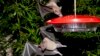 Bat Key to Tequila Trade Taken Off US Endangered Species List