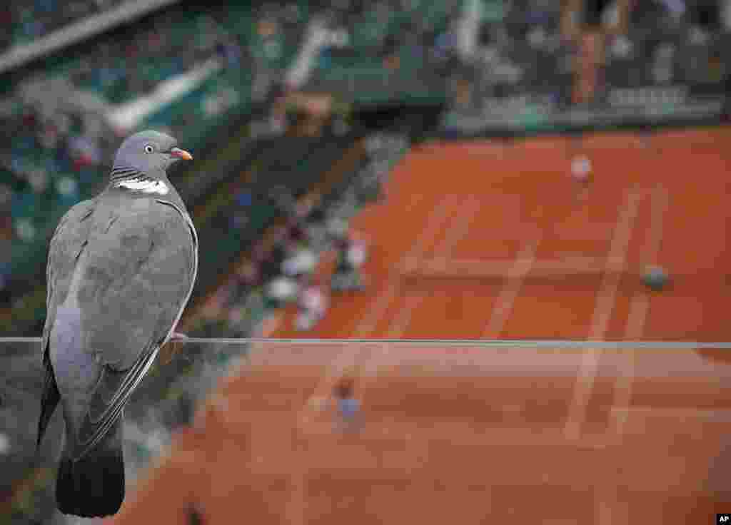 Seeekor burung merpati hinggap di pembatas kaca saat petenis AS Serena Williams menghadapi petenis Belanda Kiki Bertens dalam semifinal turnamen Perancis Terbuka di Paris.