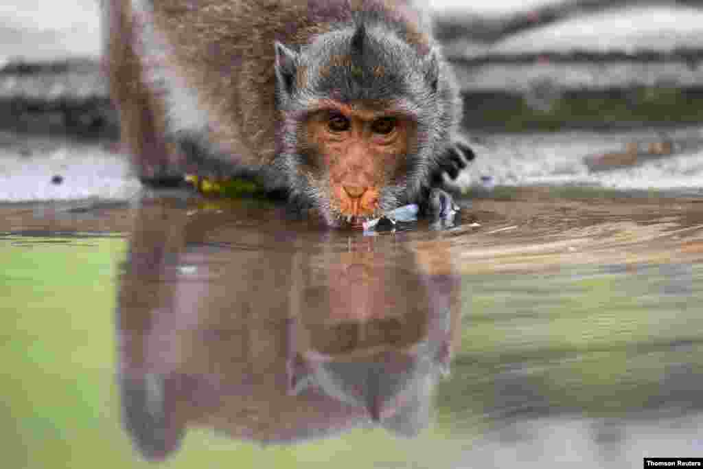 유엔이 지정한 &#39;세계 물의 날&#39;을 맞은 가운데 태국 방콕에서 원숭이가 물을 마시고 있다. 
