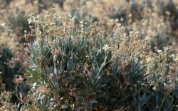 Drought-resistant guayule plants are being grown for research on a farm run by Tempe Farming Co., in Casa Grande, Ariz., July 22, 2021.