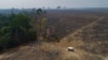 ARCHIVO - El ganado pasta en tierras recientemente quemadas y deforestadas por ganaderos cerca de Novo Progresso, estado de Pará, Brasil, el 23 de agosto de 2020.