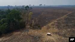 FILE - Cattle graze on land burned and deforested by cattle farmers near Novo Progresso, Para state, Brazil, on Aug. 23, 2020. Deforestation in Brazil's Amazon fell 66.1% in August 2023 to its lowest level for the month since 2018.