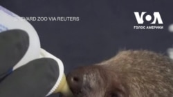 Доглядачі зоопарку у штаті Флорида піклуються про маленького лінивця. Відео