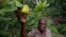 A farmer touches cashew fruit at a farm in Yamoussoukro, Ivory Coast, July 17, 2018. 