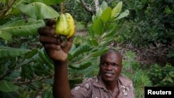 Un agriculteur touche des fruits de cajou dans une ferme à Yamoussoukro, en Côte d'Ivoire, le 17 juillet 2018. 