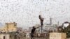 A man tries to catch locusts on a rooftop as they swarm over the Huthi rebel-held Yemeni capital Sana'a, July 28, 2019.Ethiopian agriculture officials are taking steps to control a major locust infestation that could threaten some of staple crops.