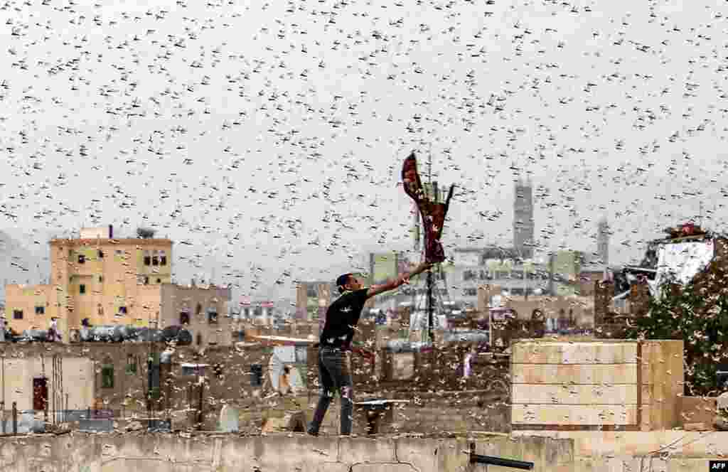A man tries to catch locusts on a rooftop as they swarm over the Huthi rebel-held Yemeni capital Sana&#39;a.