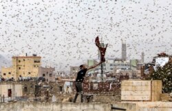 A man tries to catch locusts on a rooftop as they swarm over the Houthi rebel-held Yemeni capital Sana'a.