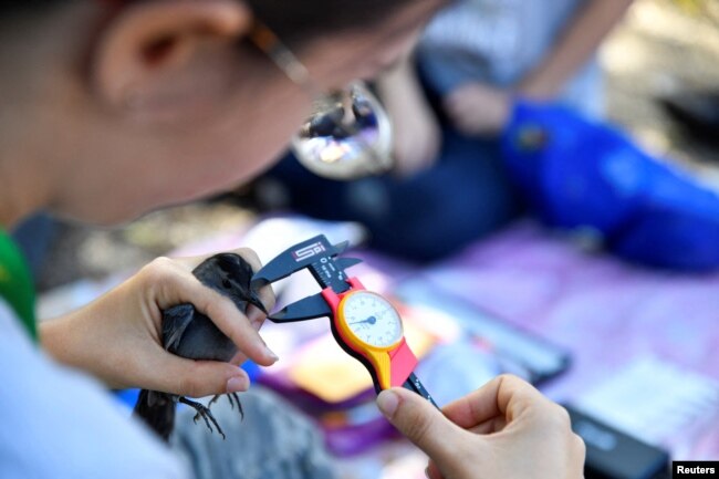 University of Havana professor Daniela Ventura takes beak measurements of a catbird, affixed with an identifying leg band, at Havana's Botanical Garden, in Havana, Cuba, February 9, 2024. (REUTERS/Norlys Perez)