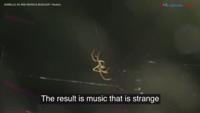 Listen to the music of a spider's web. Tell me what do you hear?