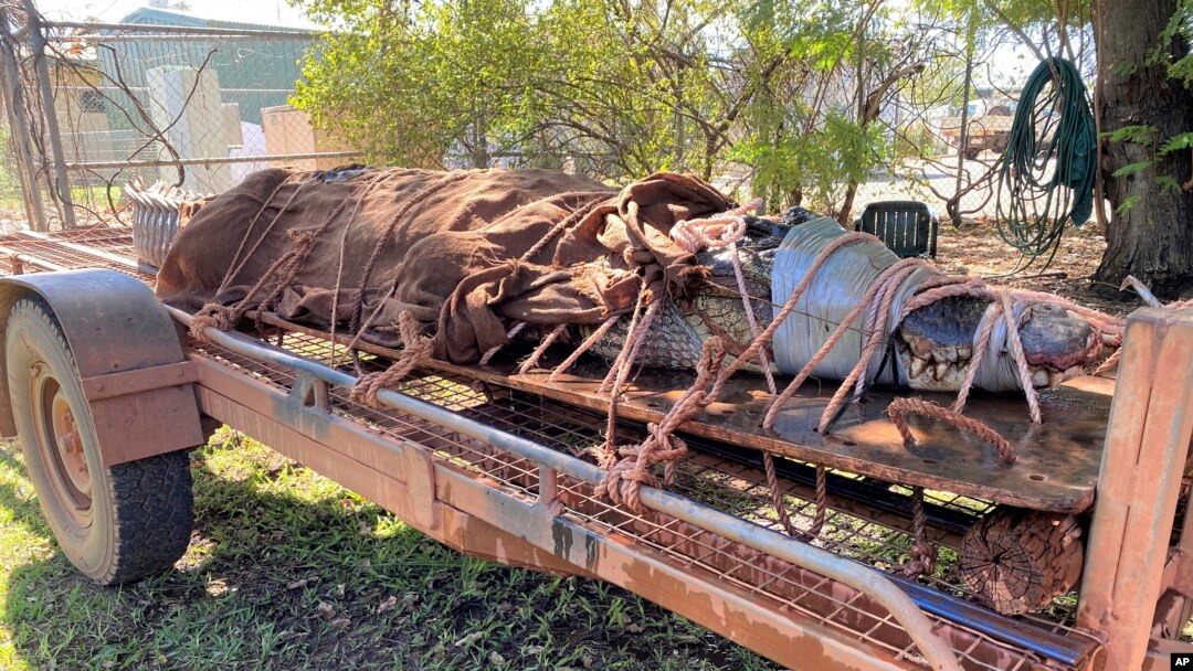 Seekor buaya jantan seberat 350 kilogram diikat di bagian belakang sebuah trailer di Katherine, Australia, 28 Agustus 2020. (Northern Territory Dept. of Tourism, Sport and Culture via AP).
