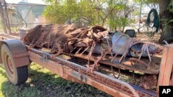 Seekor buaya jantan seberat 350 kilogram diikat di bagian belakang sebuah trailer di Katherine, Australia, 28 Agustus 2020. (Northern Territory Dept. of Tourism, Sport and Culture via AP).