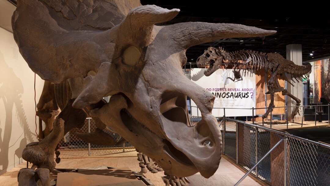 Last American Dinosaurs Re-Imagined at Smithsonian