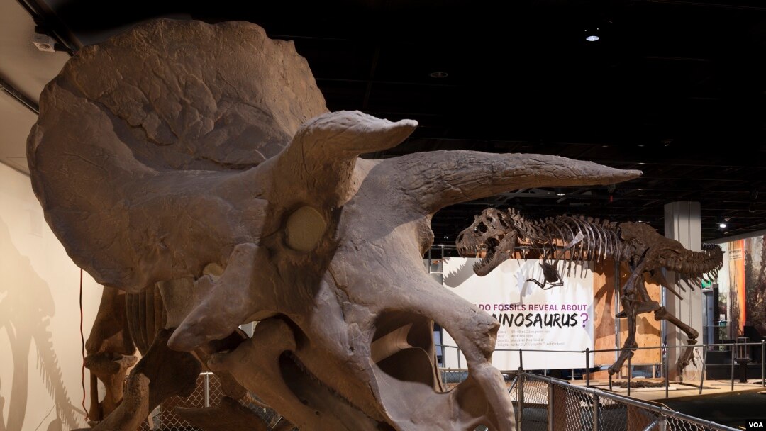ARCHIVO - Un Triceratops y un Tyrannosaurus Rex en exposición en el Museo Nacional de Historia Natural, Washington. (Donald H. Hurlbert / Institución Smithsonian).