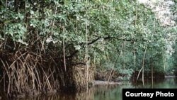  In the 70s, mangroves covered some 600,000 hectares along Cameroon’s 590km Atlantic coast. Today, only a third remains. (Cameroon Mangrove Network)