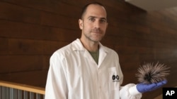 Dr. Omri Bronstein holds a sea urchin specimen of the long-spined Diadema setosum, found in the Mediterranean, at the Steinhardt Museum of Natural History of Tel Aviv University in Tel Aviv, Israel, Wednesday, May 24, 2023. (AP Photo/ Maya Alleruzzo)