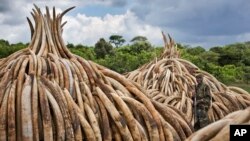 Stacks of Ivory stand in Nairobi National Park, Kenya, April 28, 2016. The ivory — 105 tons of it — and a ton of rhino horn are to be torched to encourage global efforts to help stop the poaching of elephants and rhinos.