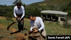 Husband and wife team Paula, left, and Les Ansley, right, collect fresh elephant dung in the Botlierskop Private Game Reserve, near Mossel Bay, South Africa, Tuesday, Oct. 24, 2019.