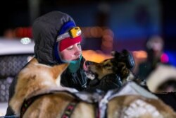 FILE - A handler cares for dogs on second place finisher Aliy Zirkle's team after they pull into the finish line during the Iditarod dog sled race in Nome, Alaska, March 11, 2014.