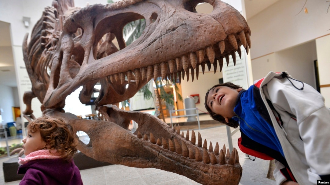 Seorang anak laki-laki memperhatian bagian dalam tengkorak replika Tyrannosaurus Rex di Egidio Feruglio Museum di kota Trelew, Argentina, 18 Mei 2014. (Foto: dok.)