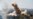 Syrian Government, Rebels Reach Evacuation Agreement for S. Damascus