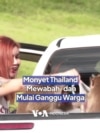 Monyet Thailand 'Mewabah' dan Mulau Ganggu Warga