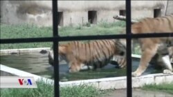 بێ کارەبایی لە عێراق ئاژەڵەکانیشی وەرز کردووە