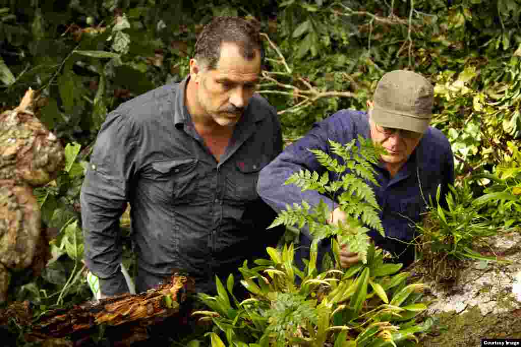 Девушка с быком