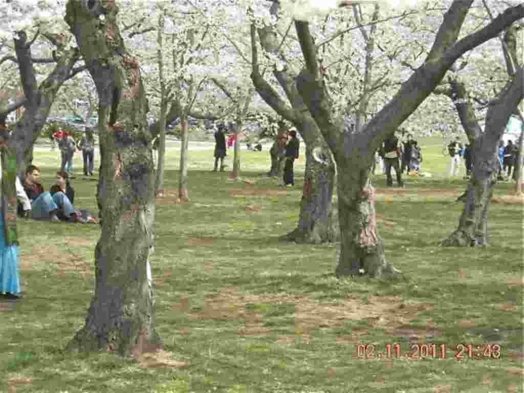 فستیوال شکوفه های گیلاس در واشنگتن ۲۰۱۱