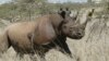 Kenya Looks to Boost Black Rhino Population